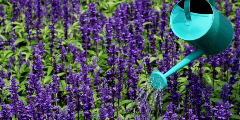 Can You Water Flowers Directly With Coffee?