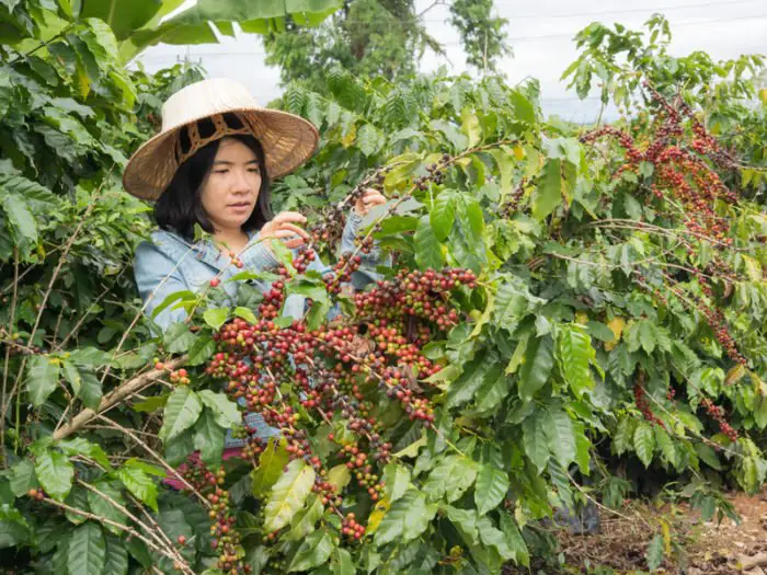 Climate Change And Coffee Cultivation