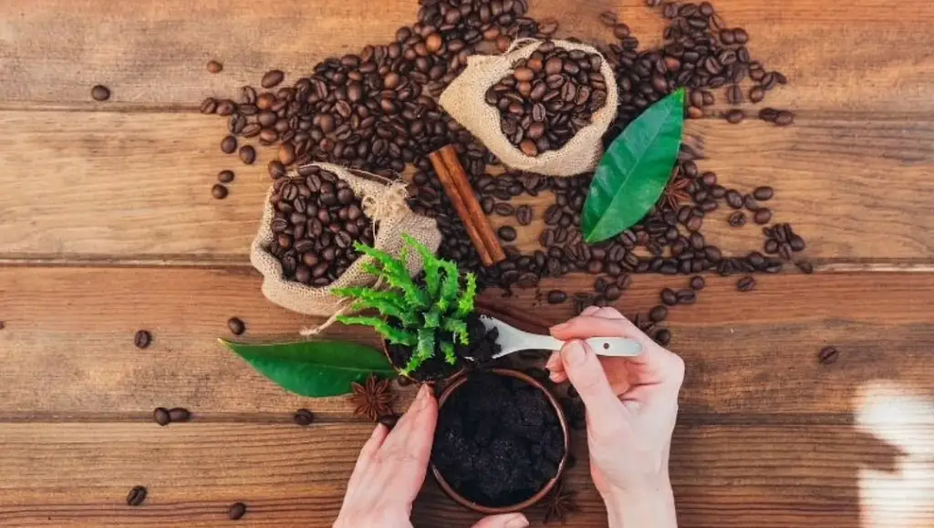 Ground Coffee As Fertilizer