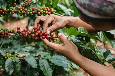 Processing Of Fairtrade Coffee