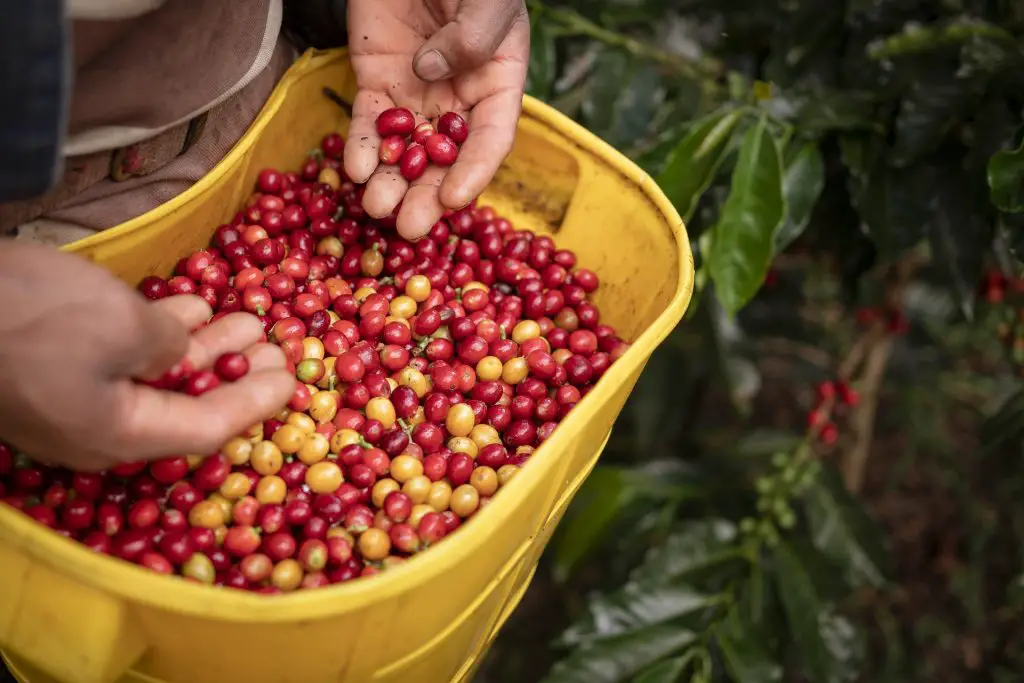 What Color Is The Coffee Bean When Harvested?